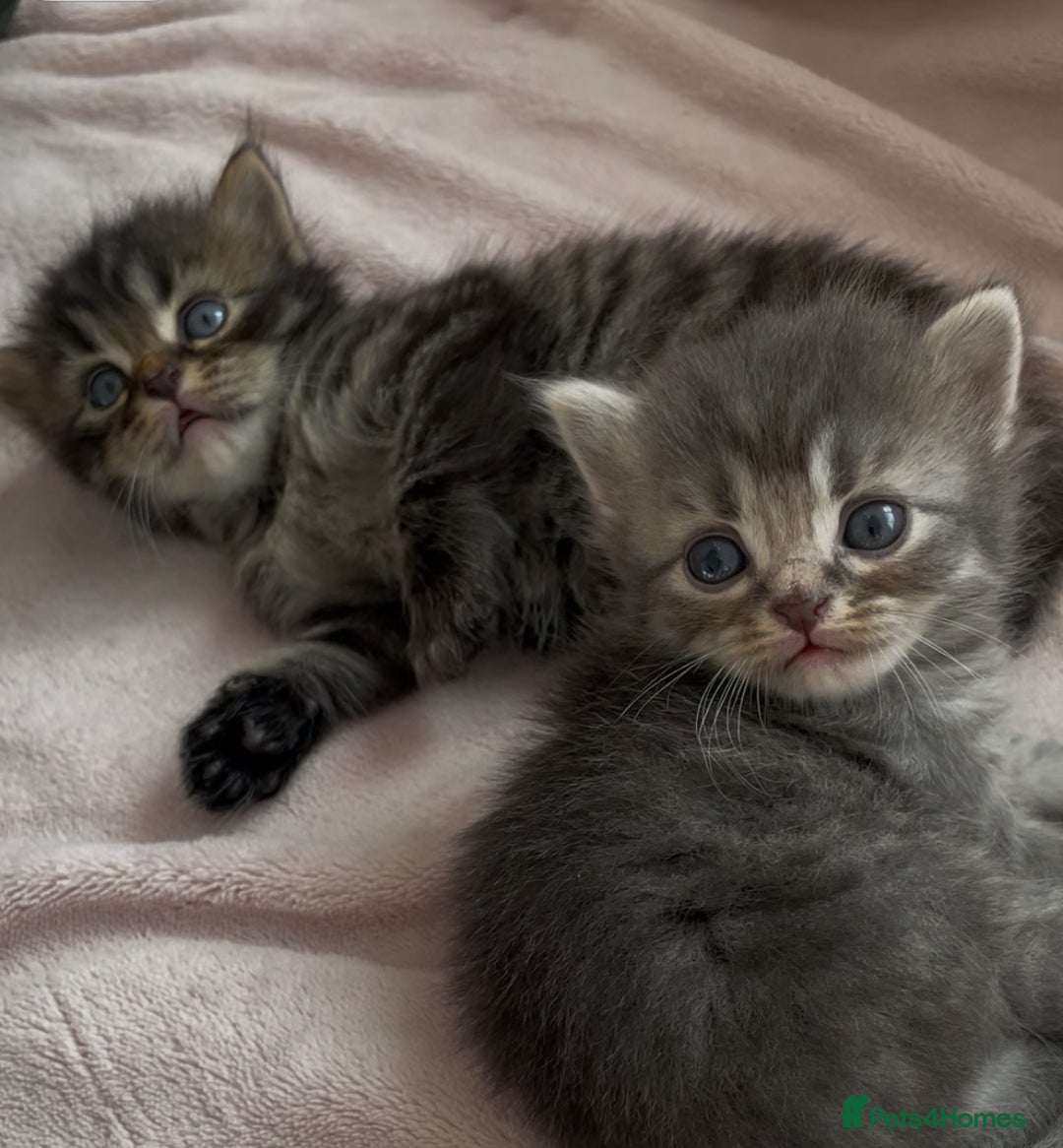 British Shorthair cats for sale: 🐾British shorthair kittens for sale 🐾  - Image 7