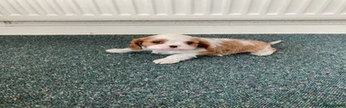 Cavalier King Charles Spaniel 1