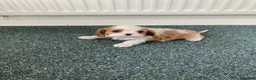 Cavalier King Charles Spaniel dogs for sale: KC tri/blenheim pups - health tested parents - Advert 7