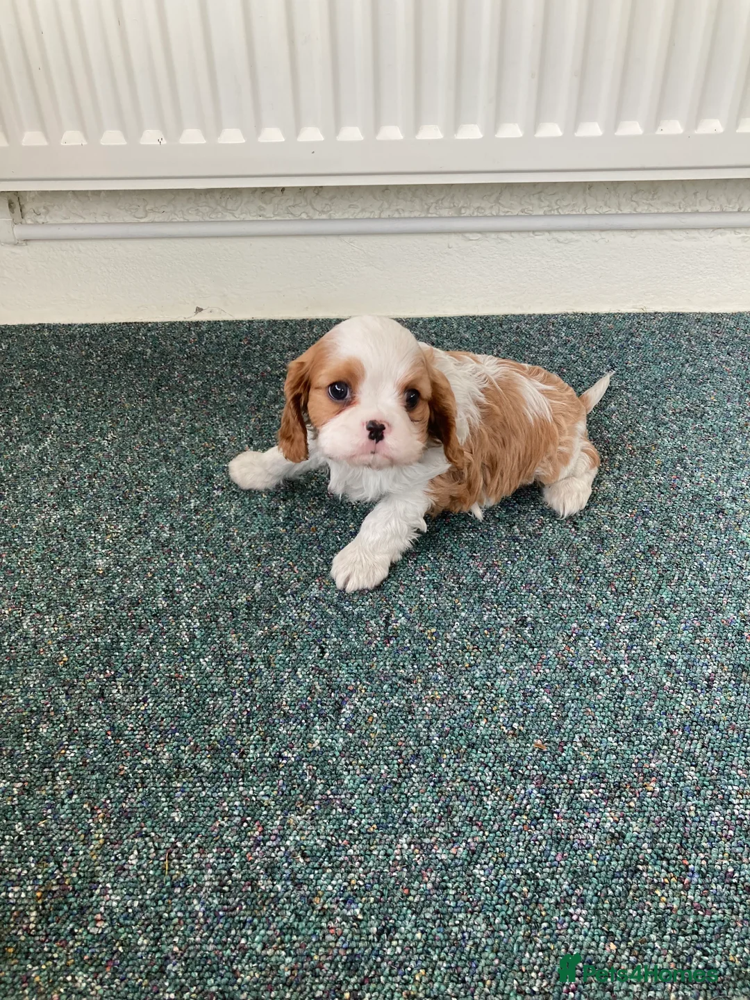 Cavalier King Charles Spaniel dogs for sale: KC tri/blenheim pups - health tested parents - Advert 7