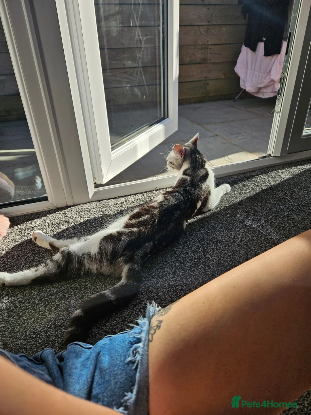 American Shorthair cats for sale: 2 beautiful 3 year old cats  - Advert 17