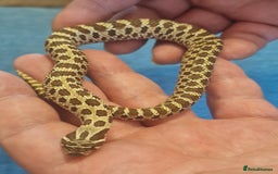 Snake reptiles for sale: CB 2025 Western Hognose snakes - Image 5
