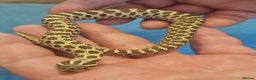 Snake reptiles for sale: CB 2025 Western Hognose snakes - Advert 5