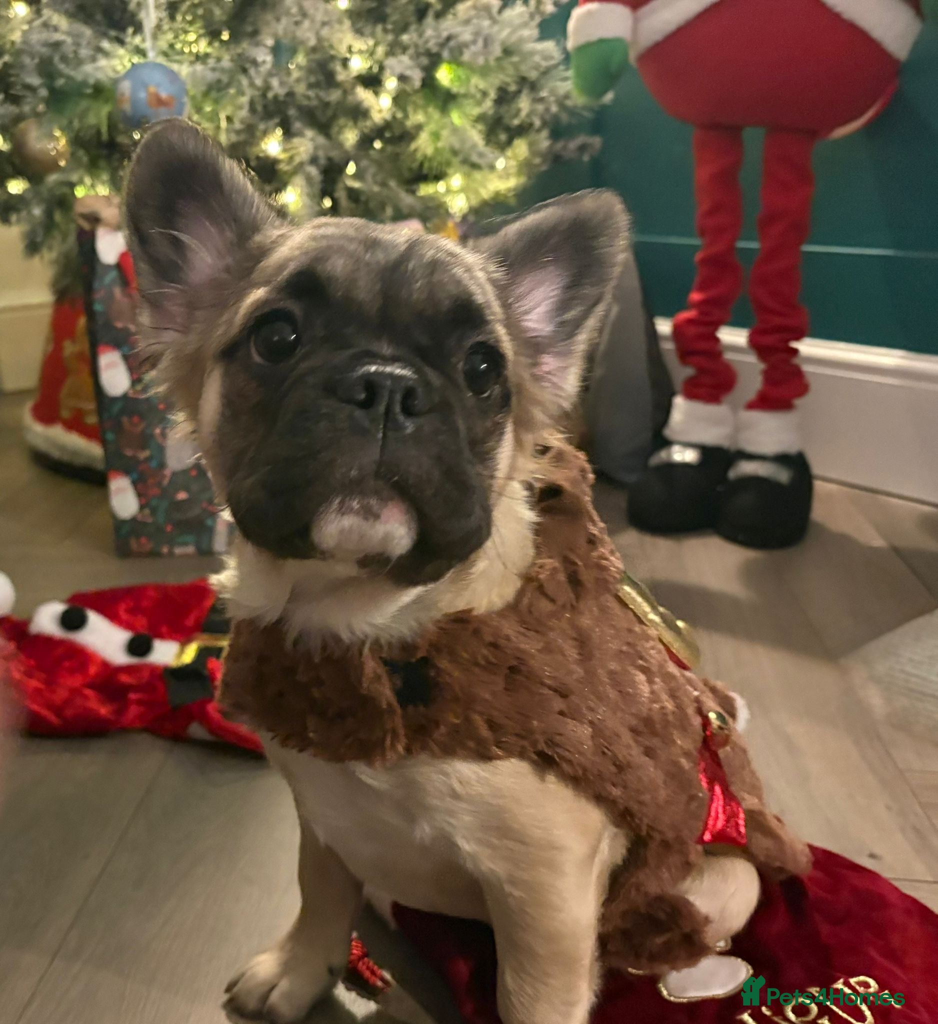 French Bulldog dogs Fluffy Frenchie pups ♥️ only 2 left - Advert 4