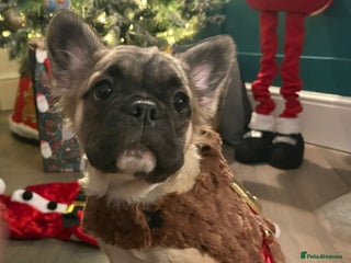 French Bulldog dogs Fluffy Frenchie pups ♥️ only 2 left - Advert 4