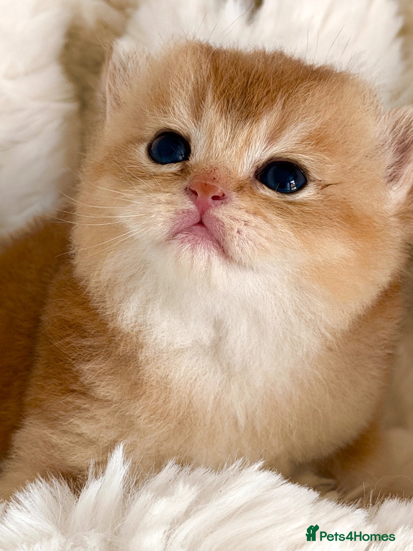 British Shorthair cats BSH Golden kittens,exc quality, registered  - Advert 13