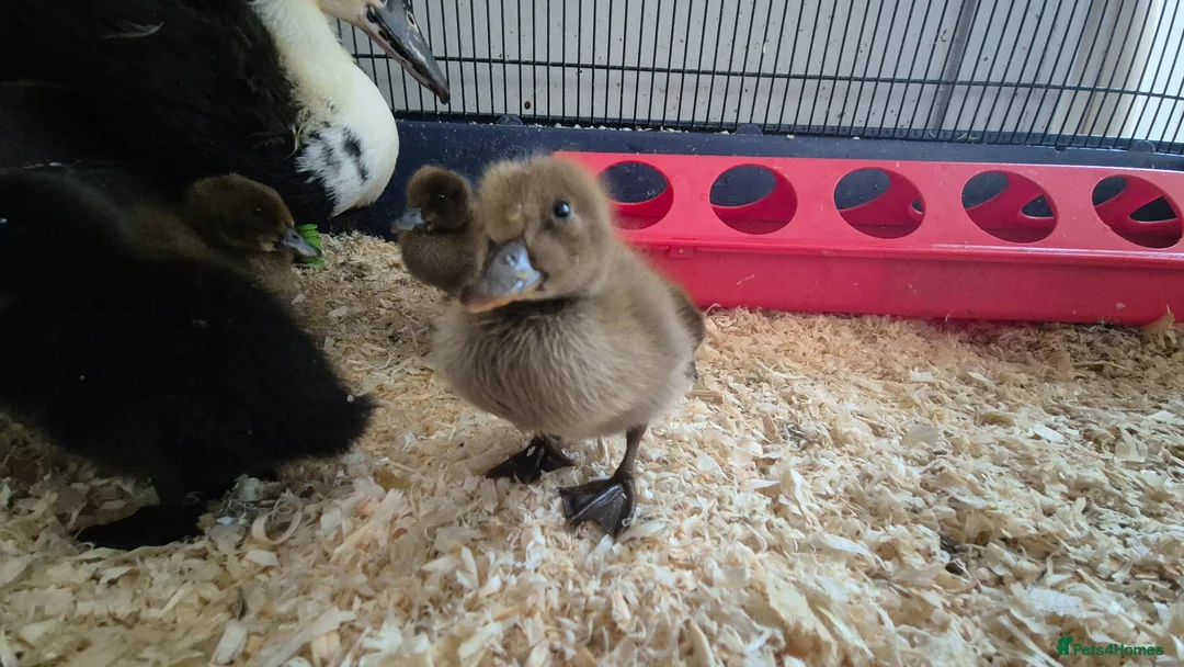 Ducks poultry for sale: 4 ducklings available  - Advert 9