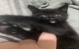 Mixed Breed cats for sale: 2 beautiful 7 weeks old kittens  - Advert 4