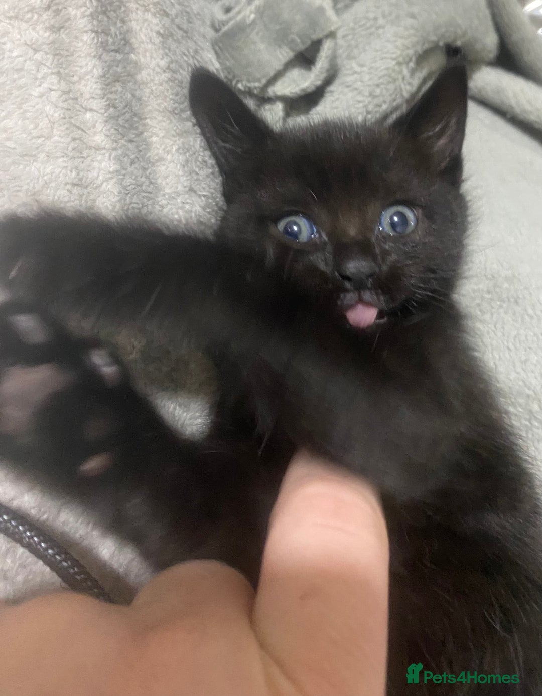 Mixed Breed cats for sale: 2 beautiful 7 weeks old kittens  - Advert 4