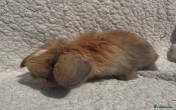 Mini Lop rabbits for sale: STUNNING mini lop babies  - Image 2