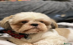 Shih Tzu dogs for sale: 4 Shih tzu girls  - Image 4