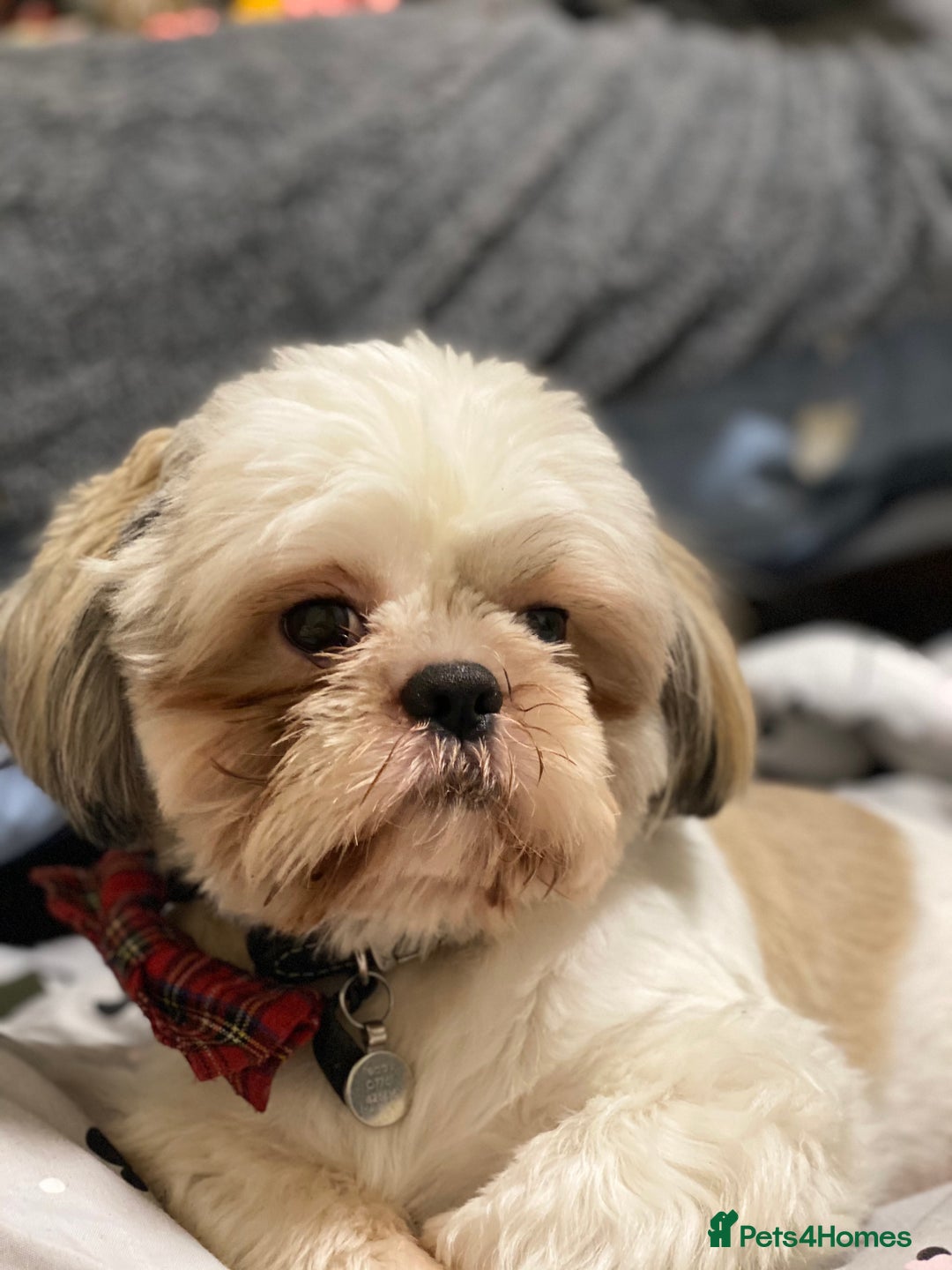 Shih Tzu dogs for sale: 4 Shih tzu girls  - Image 4
