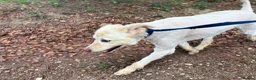 Mixed Breed dogs for adoption: Charlie - Norwich Norfolk  - Advert 10