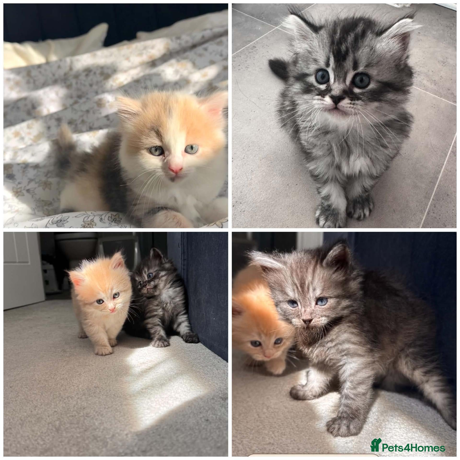 Siberian cats 4 Stunning Siberian X Norwegian Forest Kittens🐾   - Advert 4