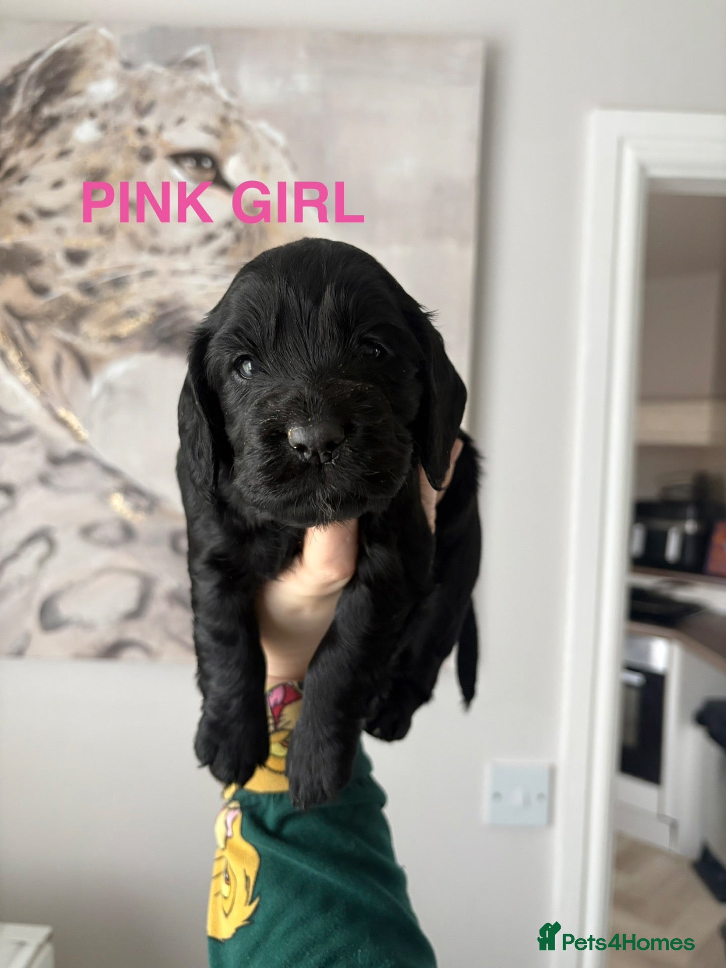 Cocker Spaniel dogs for sale: *1 girl left* Gorgeous Working KC Cocker Spaniels - Advert 1