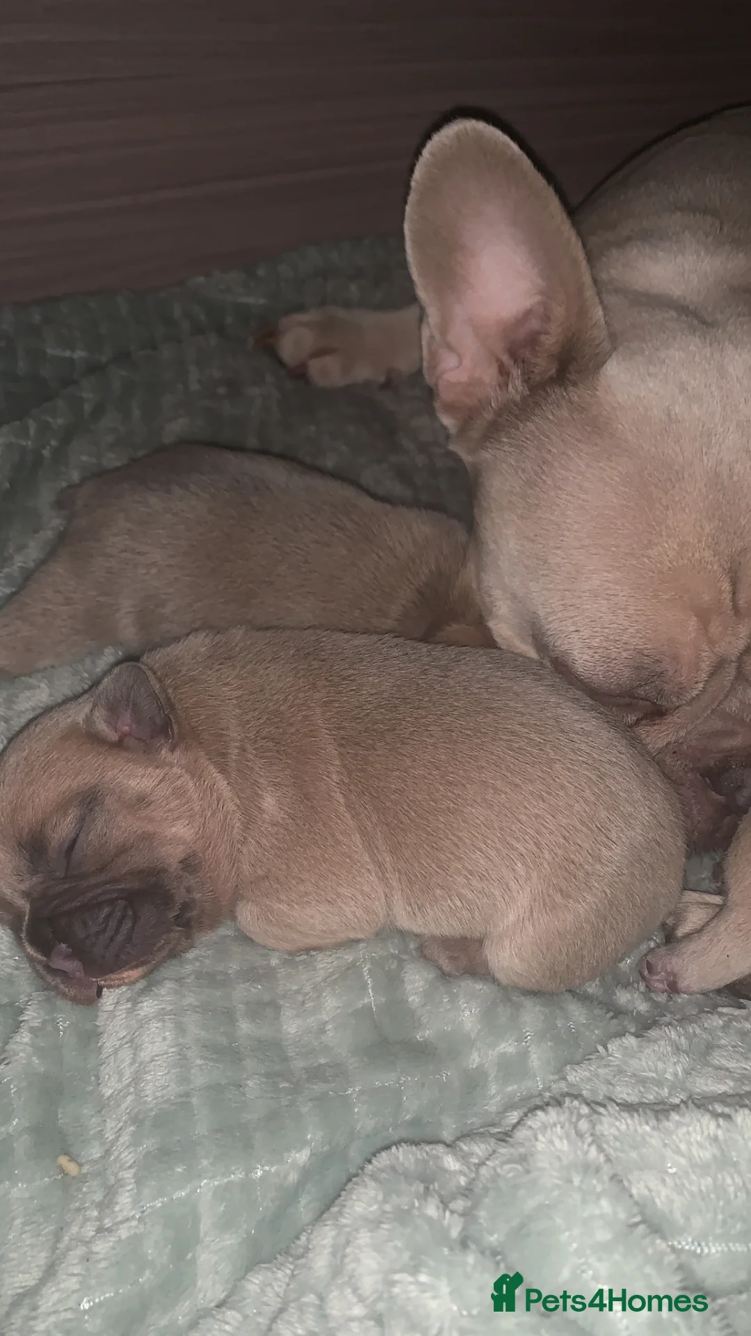French Bulldog dogs for sale: Beautiful Red fawn  - Advert 2
