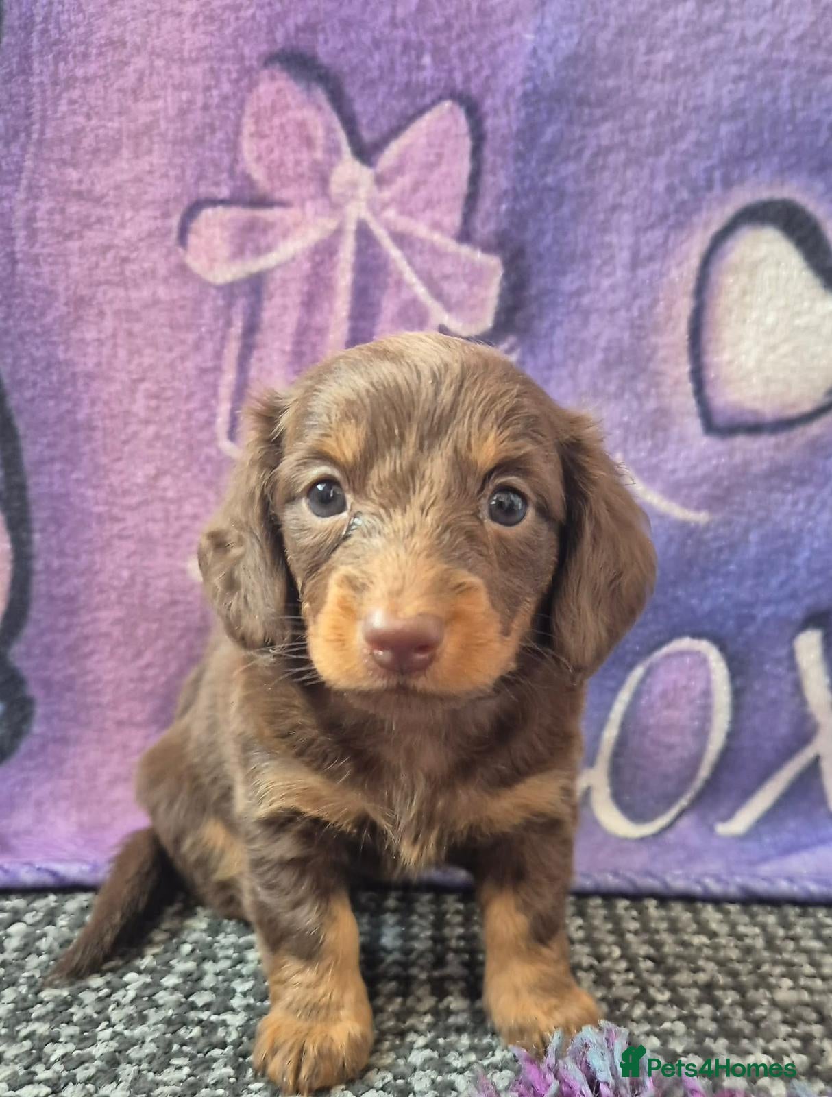 Dachshund dogs Long hair dachshund puppies 🩷 - Advert 3