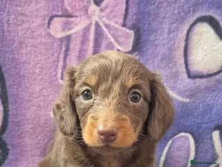 Dachshund dogs Long hair dachshund puppies 🩷 - Advert 3