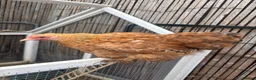 Chickens poultry for sale: Pekin & frizzle hens - Advert 2