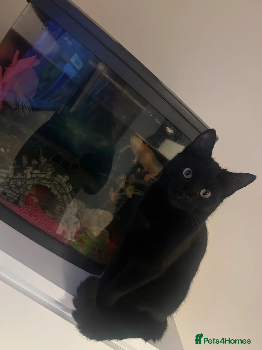 British Shorthair cats for sale: shorthair indoor cat - Advert 1
