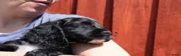 Cocker Spaniel dogs for sale: KC Black male cocker spaniel ready to leave - Advert 7