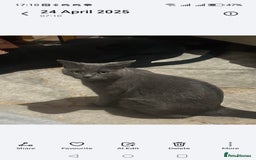 British Shorthair cats for sale: British Shorthair x - Image 14