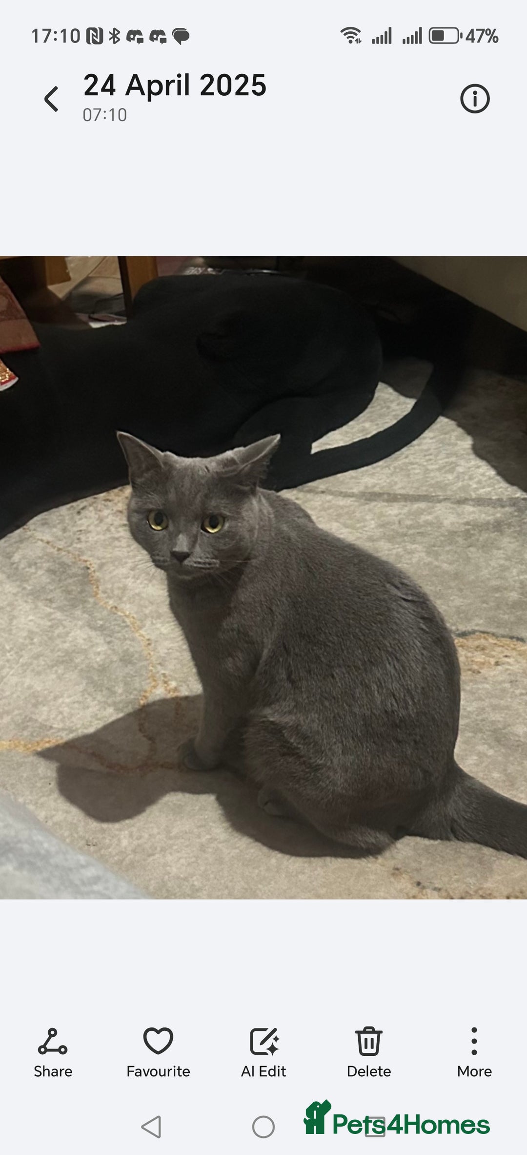 British Shorthair cats for sale: British Shorthair x - Image 14