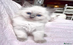 Ragdoll cats for sale: Beautiful Ragdoll Kittens - Image 6