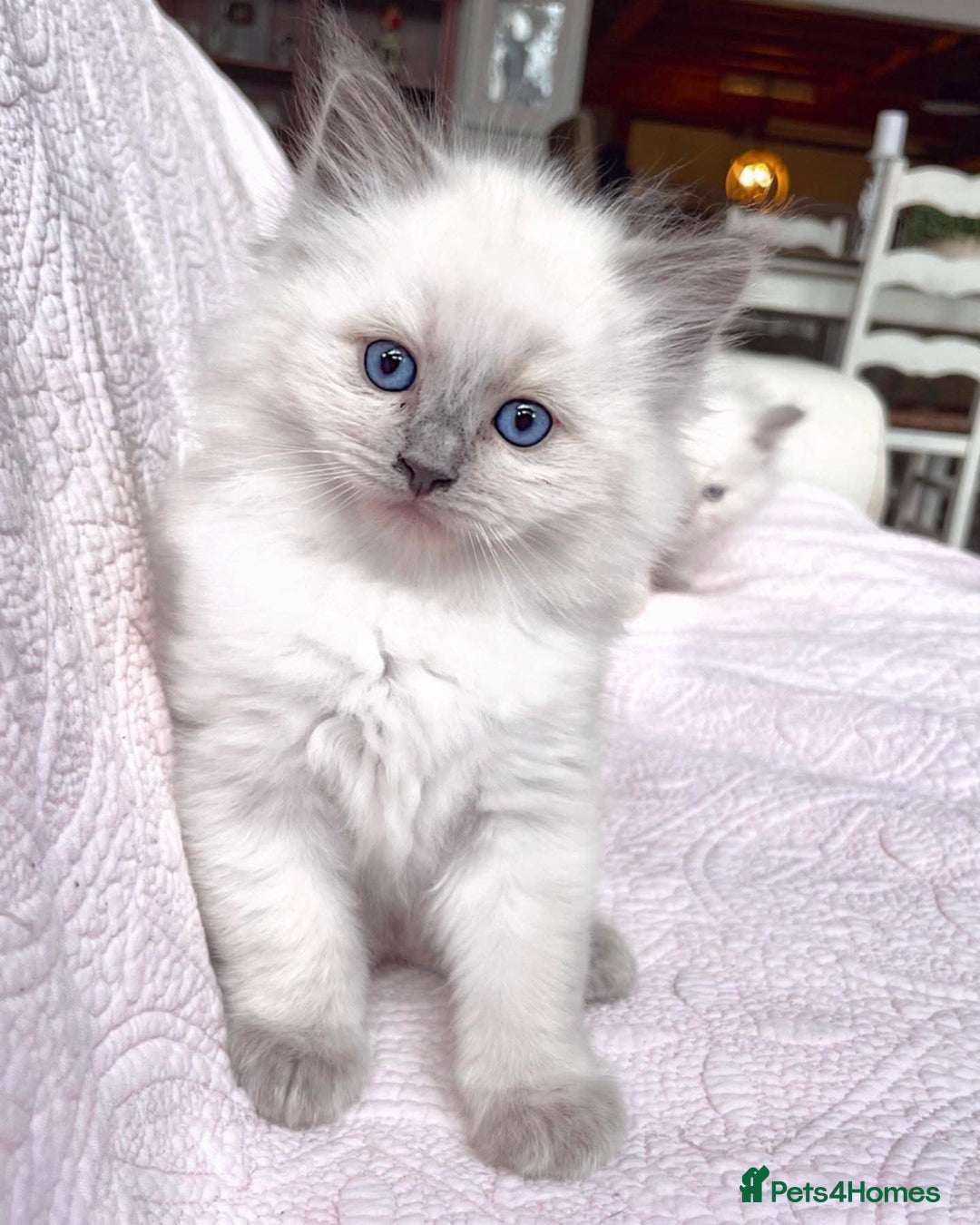 Ragdoll cats for sale: Beautiful Ragdoll Kittens - Image 6