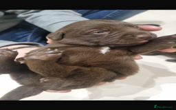 Borador dogs for sale: Beautiful Lab Collie Cross - Image 2