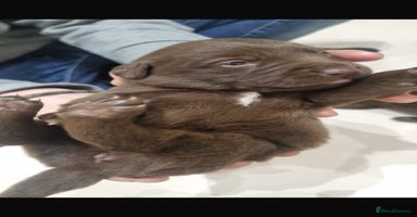 Borador dogs - Advert 3