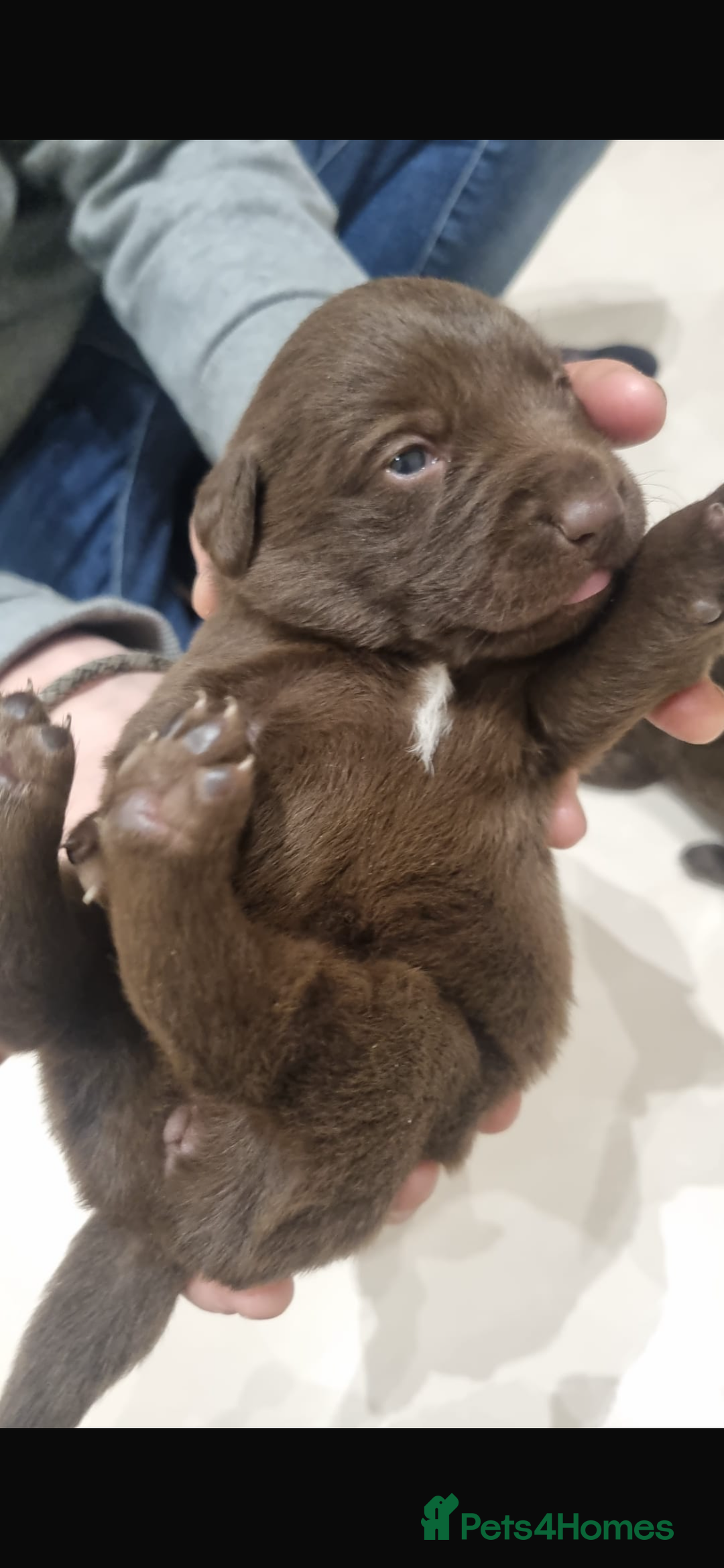 Borador dogs for sale: Beautiful Lab Collie Cross - Image 2