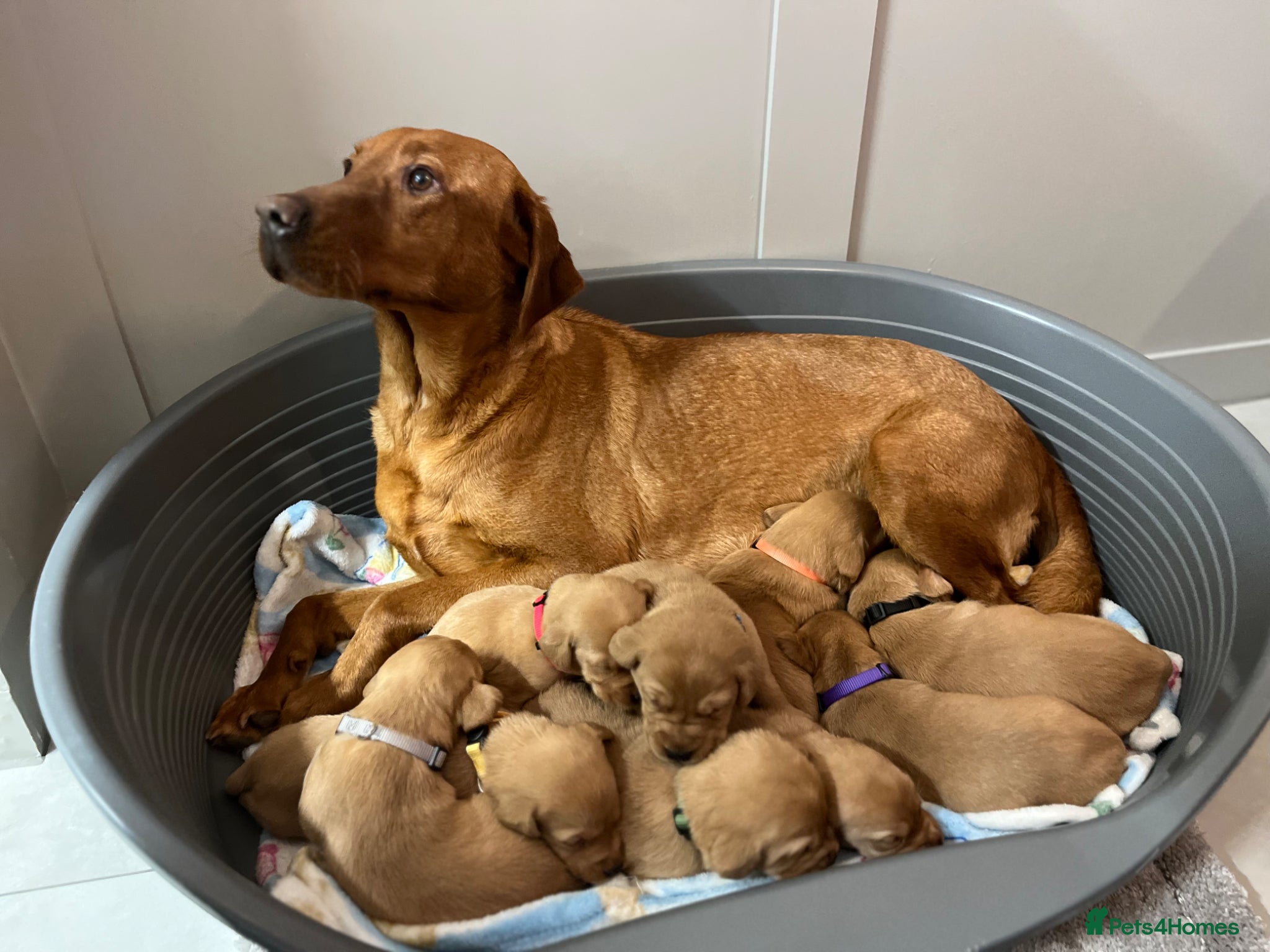 Labrador Retriever dogs Kc reg fox red Labrador  stunning litter  - Advert 1