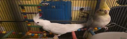 Cockatiels birds for sale: Albino Cockatiel–14 Weeks–Breeder Bred - Wetherby in Wetherby - Advert 6