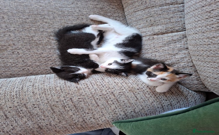 Mixed Breed cats - Advert 2