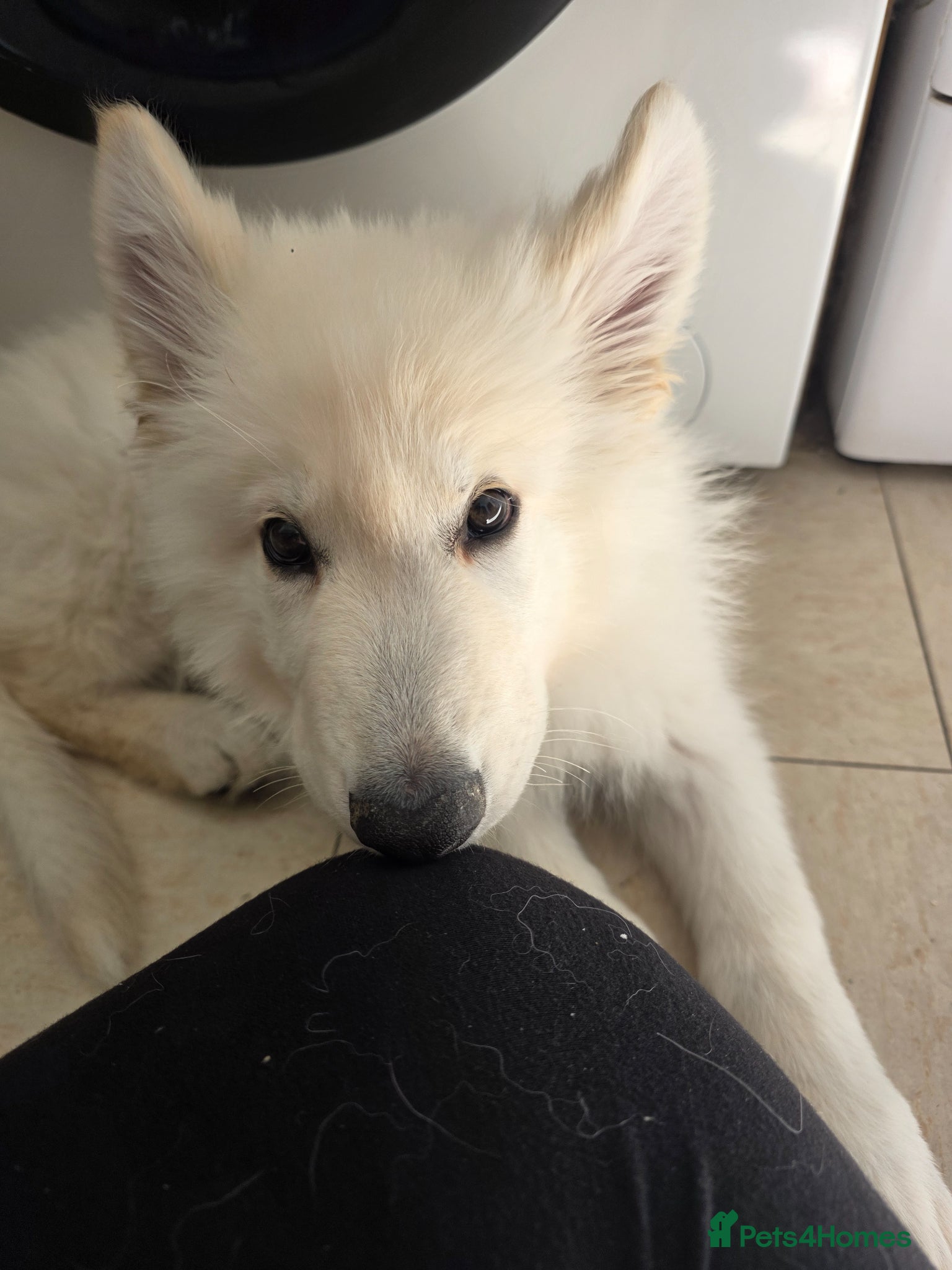 German Shepherd dogs White German Shepherd Puppies ready to leave - Advert 2