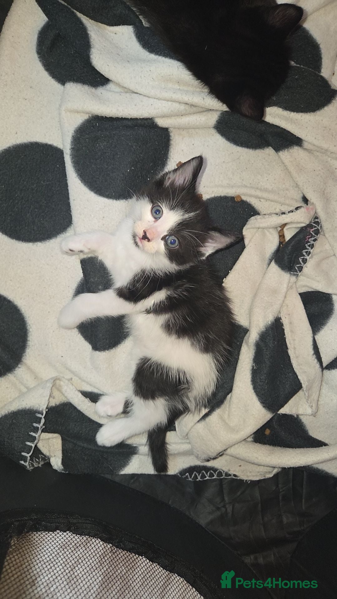 Mixed Breed cats Beautiful mixed kittens - Advert 17