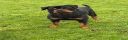 Rottweiler dogs for stud: BEAUTIFUL KC ROTTWEILER FOR STUD  - Advert 5