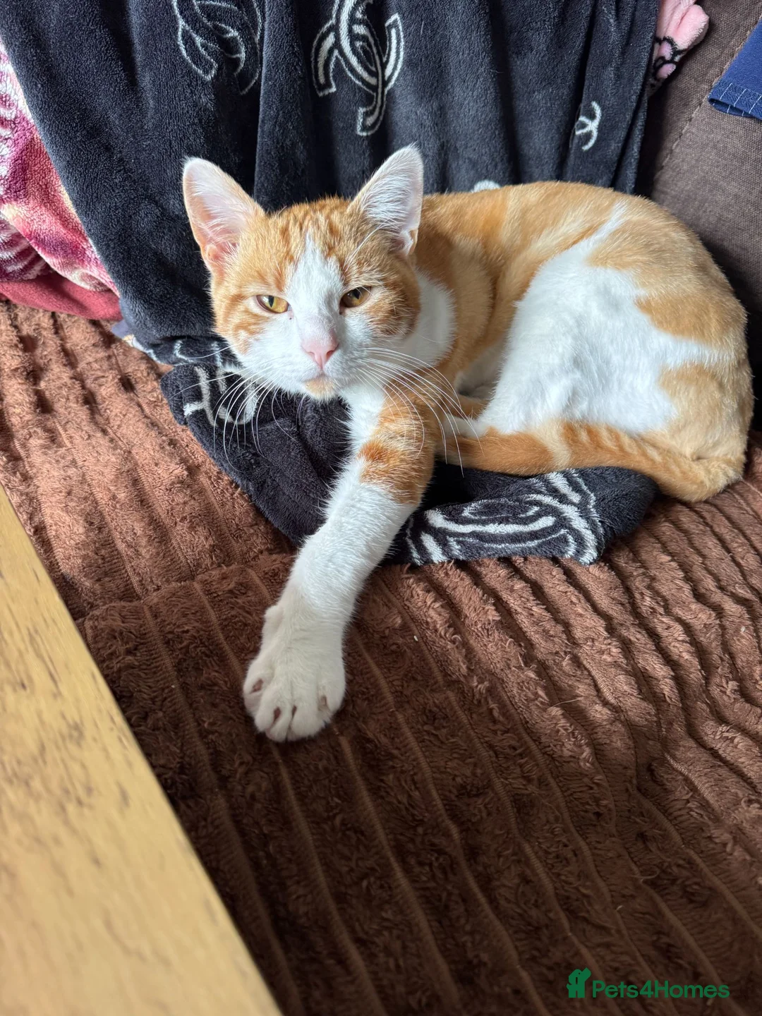 Mixed Breed cats for sale: Sweet ginger boy 10months old - Advert 2