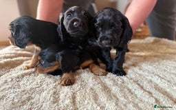 Cocker Spaniel dogs for sale: Working cocker spaniels  - Image 21