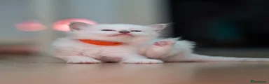 Clover. Orange Collar