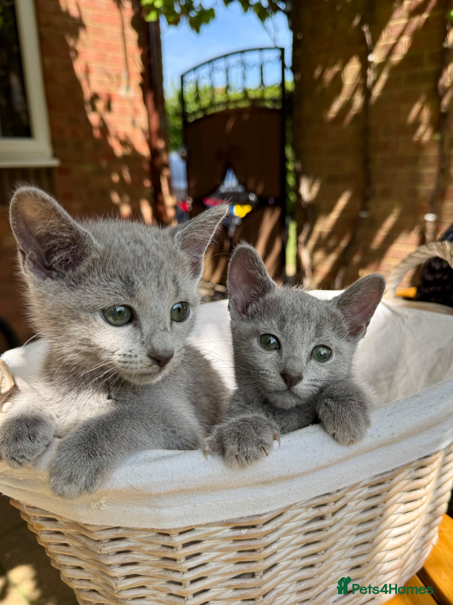 Russian Blue cats 🐾Champion Line TICA Russian Blue Kittens 🐾 - Advert 6