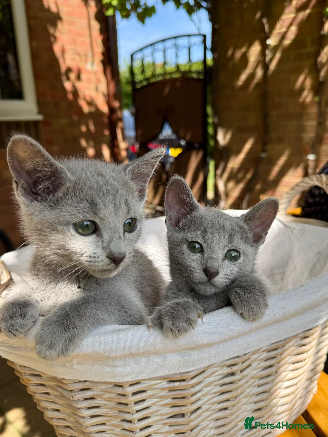Russian Blue cats for sale: 🐾Champion Line TICA Russian Blue Kittens 🐾 - Advert 1