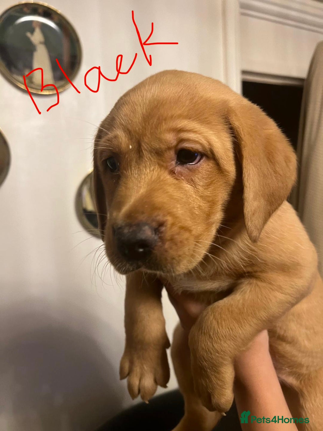Labrador Retriever dogs for sale: Red fox lab - Advert 3