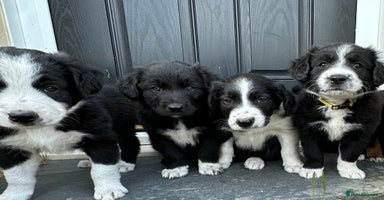 Mixed Breed dogs - Advert 9
