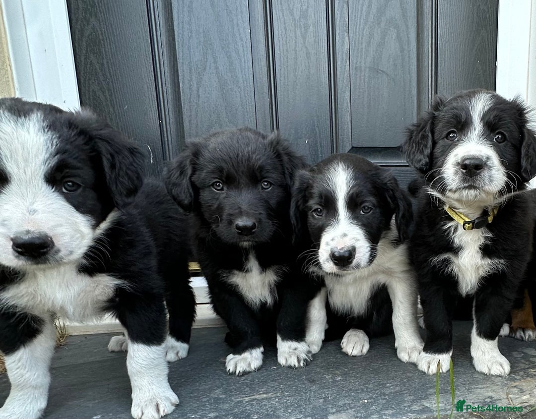 Mixed Breed dogs for sale: Collie cross retriever pups  - Image 2