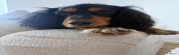 Cocker Spaniel dogs for sale: 2 year old archie in Dundee - Advert 8