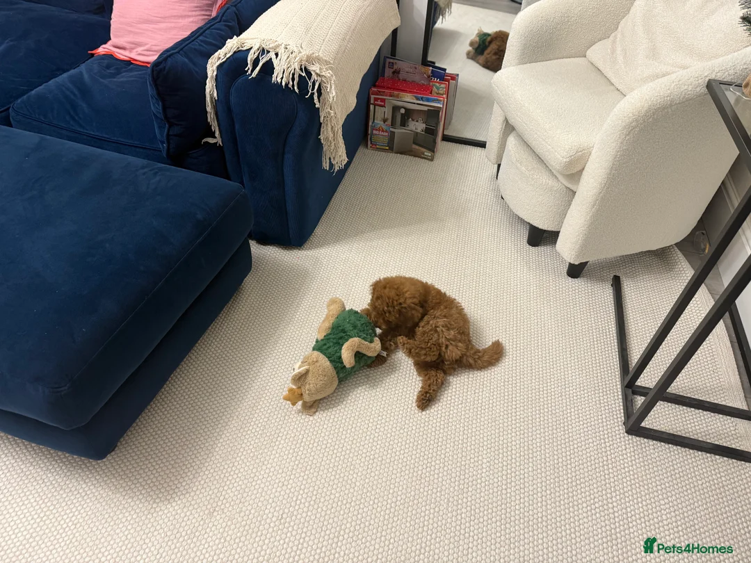 Toy Poodle dogs for sale: Toy Poodle 14 Weeks Old - Advert 3