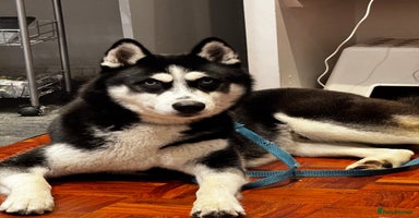 Siberian Husky dogs Handsome Pure Bred Siberian Husky - Advert 9