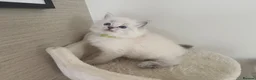 Ragdoll cats for sale: Stunning litter of Ragdoll kittens - Advert 4